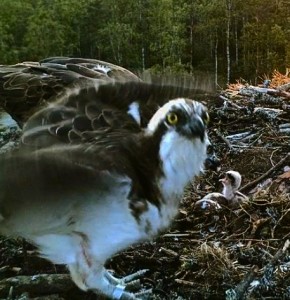 måste - eh, fixa mer mat