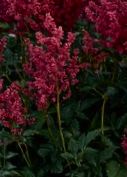 astilbe