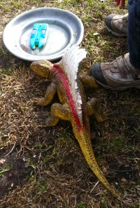 drake sexåring och skalbagge