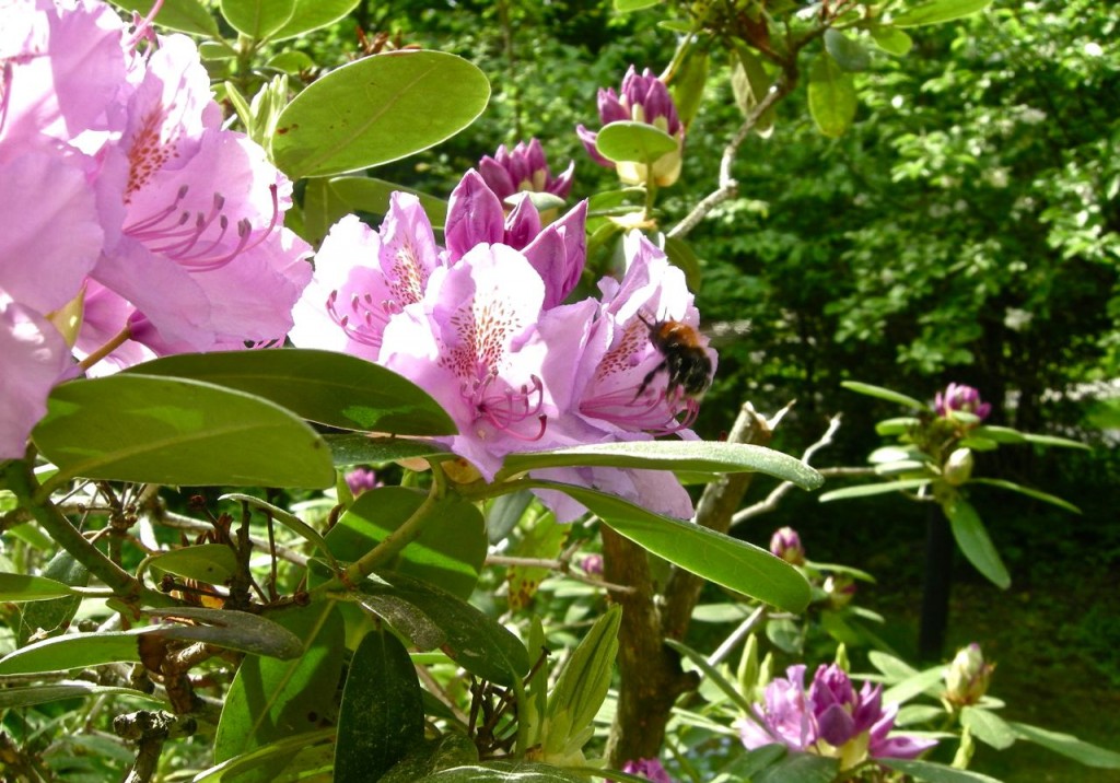 rhododendron