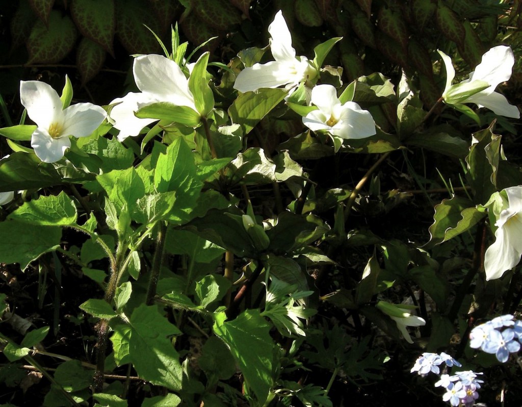 trillium