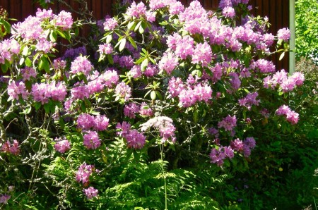 rhododendron