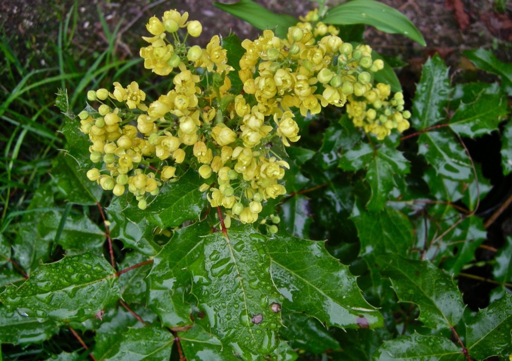 mahonia