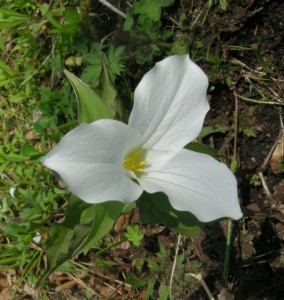 näsduksblomma