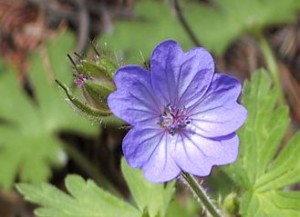 Svedjenävan kan bara blomma om fröet hettas upp till över 100 grader