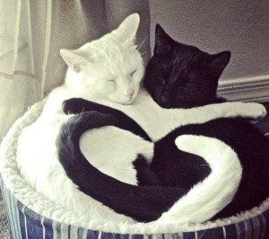 katt svart vit hjärta