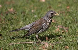 250px-Fieldfare_aka_Turdus_pilaris