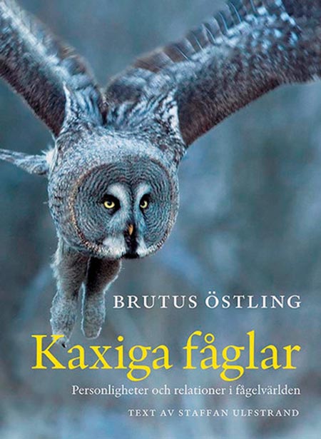 Kaxiga_faglar_Brutus_Ostling