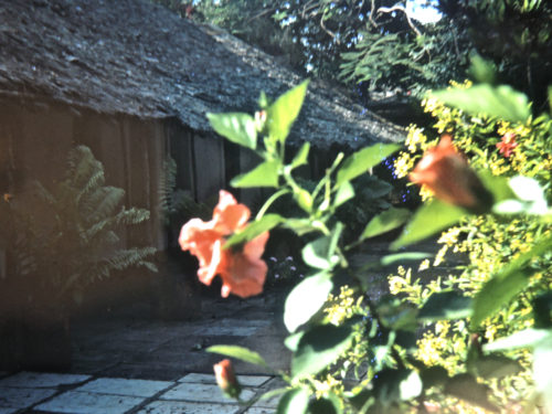 hibiskus